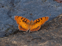 Catacroptera cloanthe