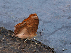 Catacroptera cloanthe