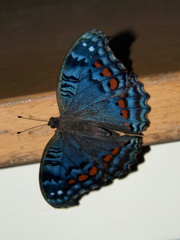 Precis octavia sesamus