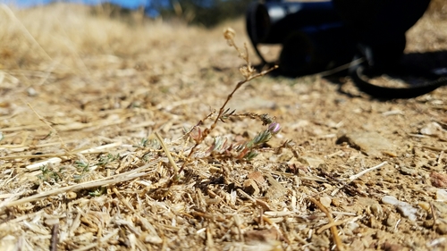 iNaturalist observation photo of Red Sand Spurrey