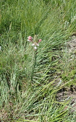 Zaluzianskya microsiphon