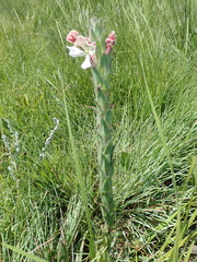 Zaluzianskya microsiphon