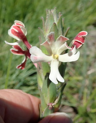 Zaluzianskya microsiphon