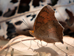 Catacroptera cloanthe