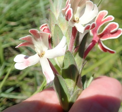 Zaluzianskya microsiphon