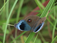 Junonia artaxia