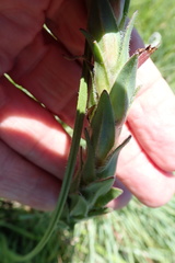 Zaluzianskya microsiphon