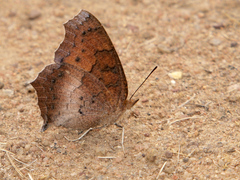 Catacroptera cloanthe