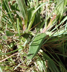 Zaluzianskya microsiphon