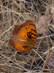 Catacroptera cloanthe