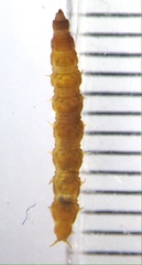 Dasyomma