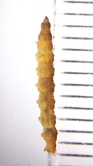 Dasyomma