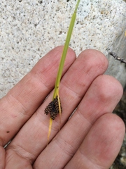 Carex eleusinoides