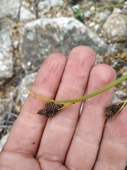 Carex eleusinoides