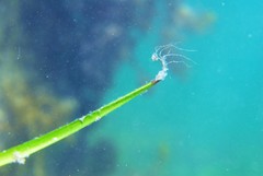 Posidonia australis