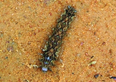 Lasiocampidae