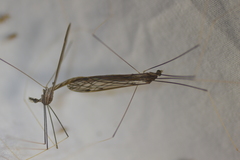 Brachypremna dispellens