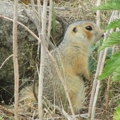 Spermophilus major