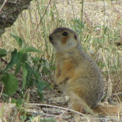 Spermophilus major