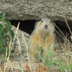 Spermophilus major