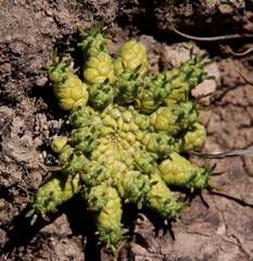 Euphorbia flanaganii