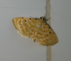 Notarcha quaternalis