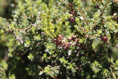 Erica tysonii