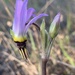 Primula clevelandii gracilis - Photo (c) Henrik Kibak, some rights reserved (CC BY), uploaded by Henrik Kibak