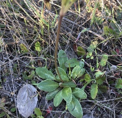 Primula clevelandii gracilis