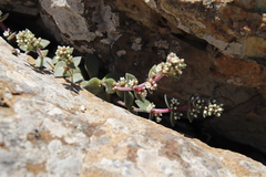 Crassula obovata