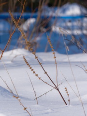 Leonurus quinquelobatus