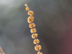 Leonurus quinquelobatus