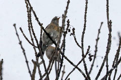 Turdus pilaris