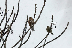 Coccothraustes coccothraustes