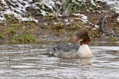 Mergus merganser