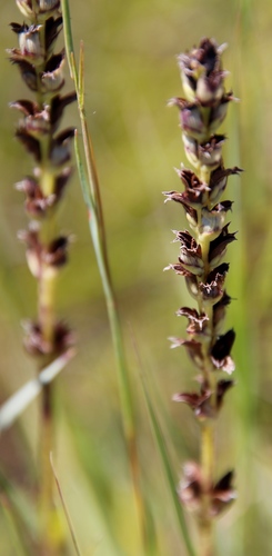 Buchnera simplex (Buchnera simplex)