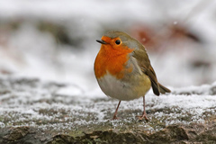 Erithacus rubecula