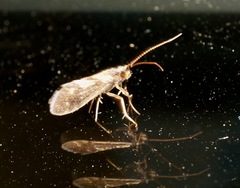 Pycnocentrodes aureolus