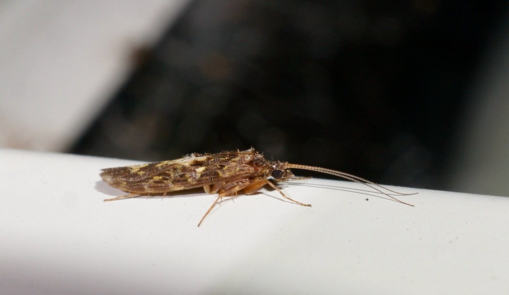 Psilochorema mimicum