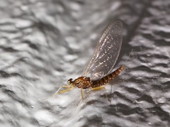 Atalophlebioides cromwelli