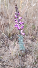 Comesperma polygaloides