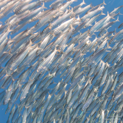Zuid-Amerikaanse sardine (Sardinops sagax) — Clupeidae — 2