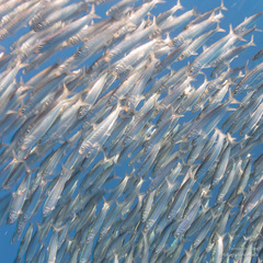 Sardinops sagax