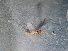 Atalophlebioides cromwelli