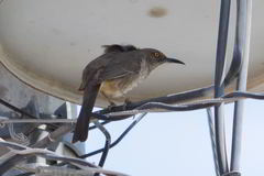 Toxostoma curvirostre