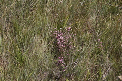 Erica cooperi
