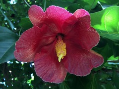 Thespesia grandiflora