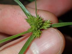 Cyperus aggregatus