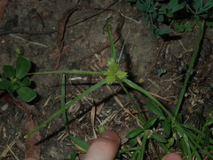 Cyperus aggregatus