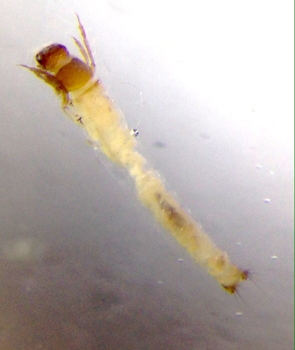 Calocidae